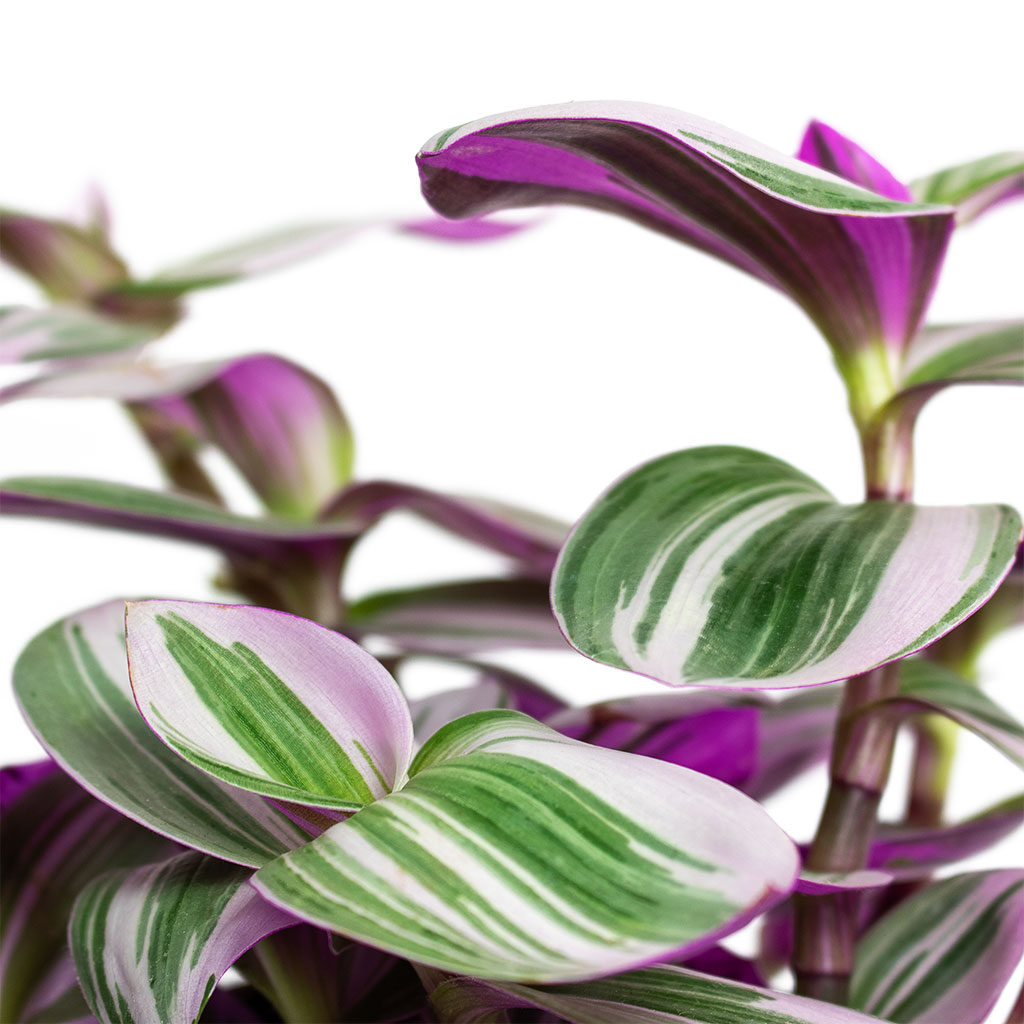 Tradescantia albiflora Nanouk - 12x20cm In Davide Pot Lavender Haze - 13x13cm
