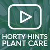 Aglaonema Maria Chinese Evergreen Houseplant Care Guide