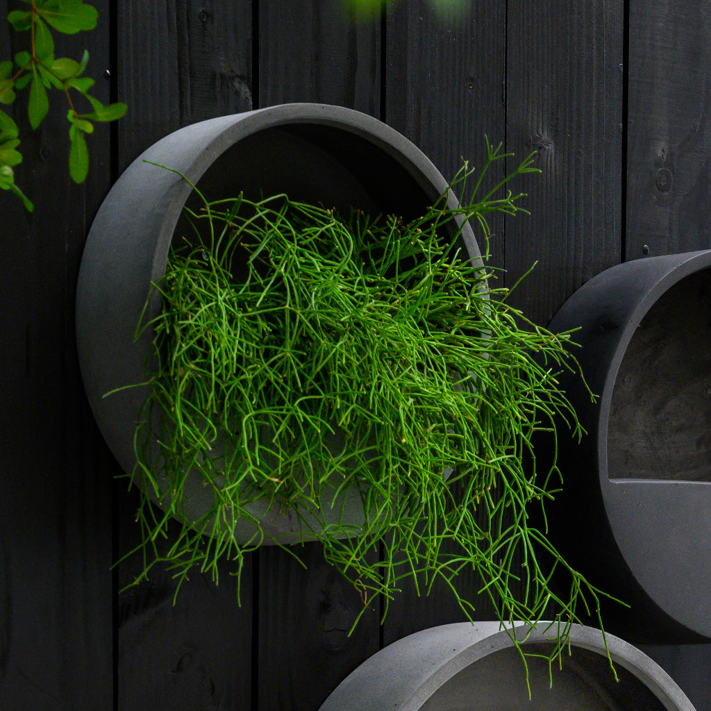 Wally Natural Wall Planter - Black Angled