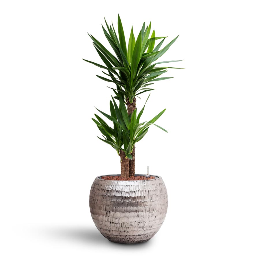 Yucca - Hydroculture & Opus Hammered Globe Silver