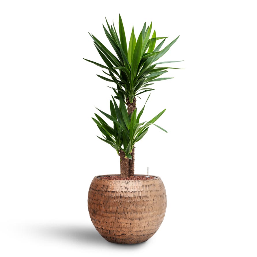 Opus Hammered Globe Planter - Gold & Yucca Indoor Plant