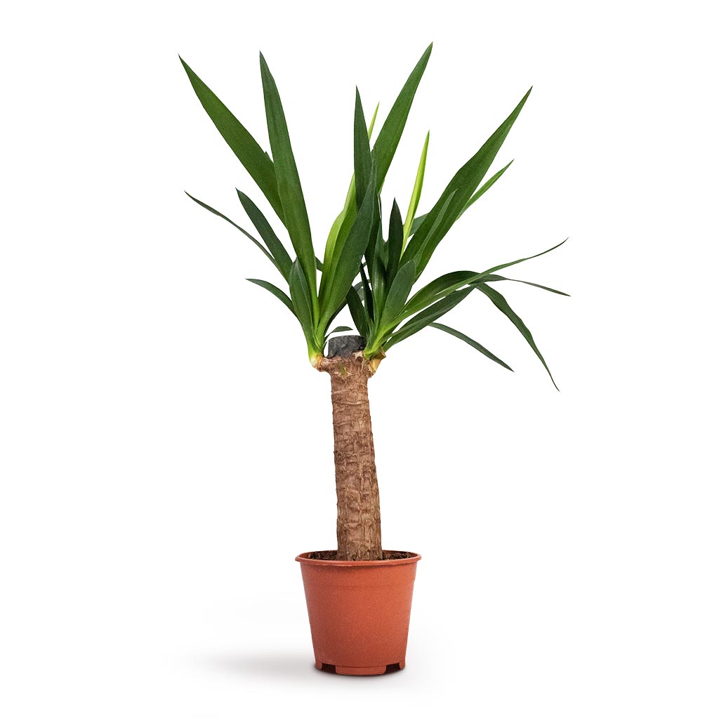 Yucca elephantipes Houseplant - Spineless Yucca Indoor Plant