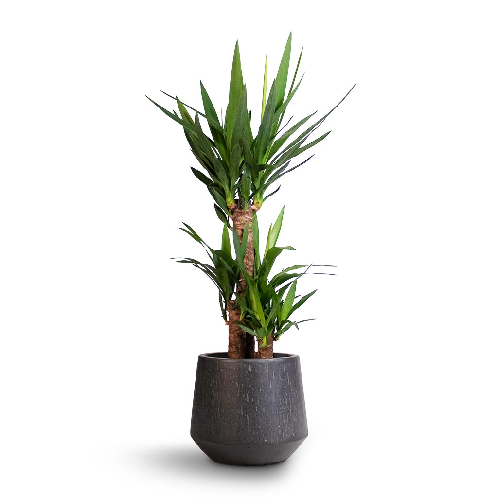 Yucca elephantipes - Spineless Yucca Houseplant & Raindrop Tube Round Planter - Anthracite