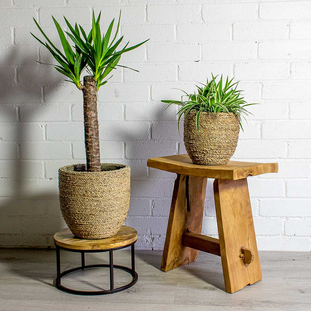 Yucca elephantipes - Spineless Yucca & Cody Staw Grass Plant Pots