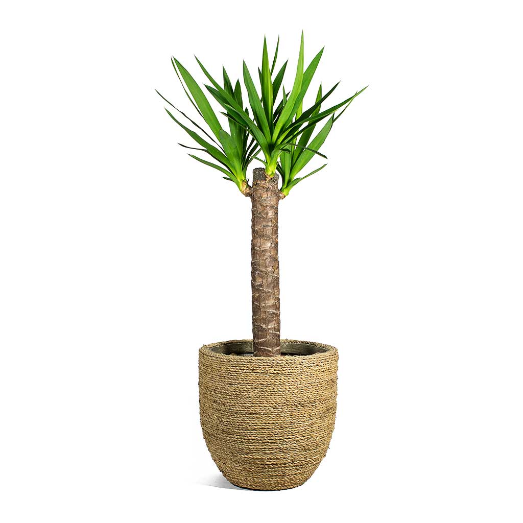 Yucca elephantipes Spineless Yucca & Cody Plant Pot Straw Grass