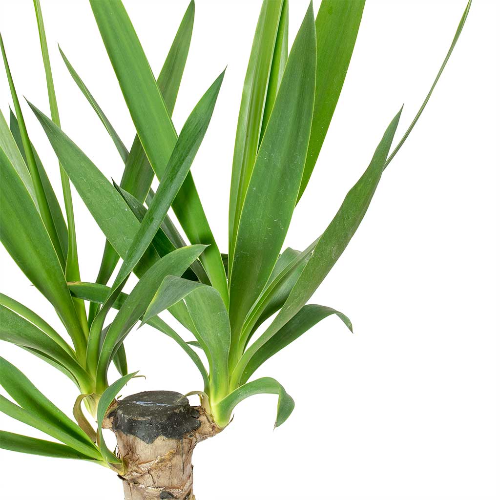 Yucca elephantipes - Spineless Yucca Leaves
