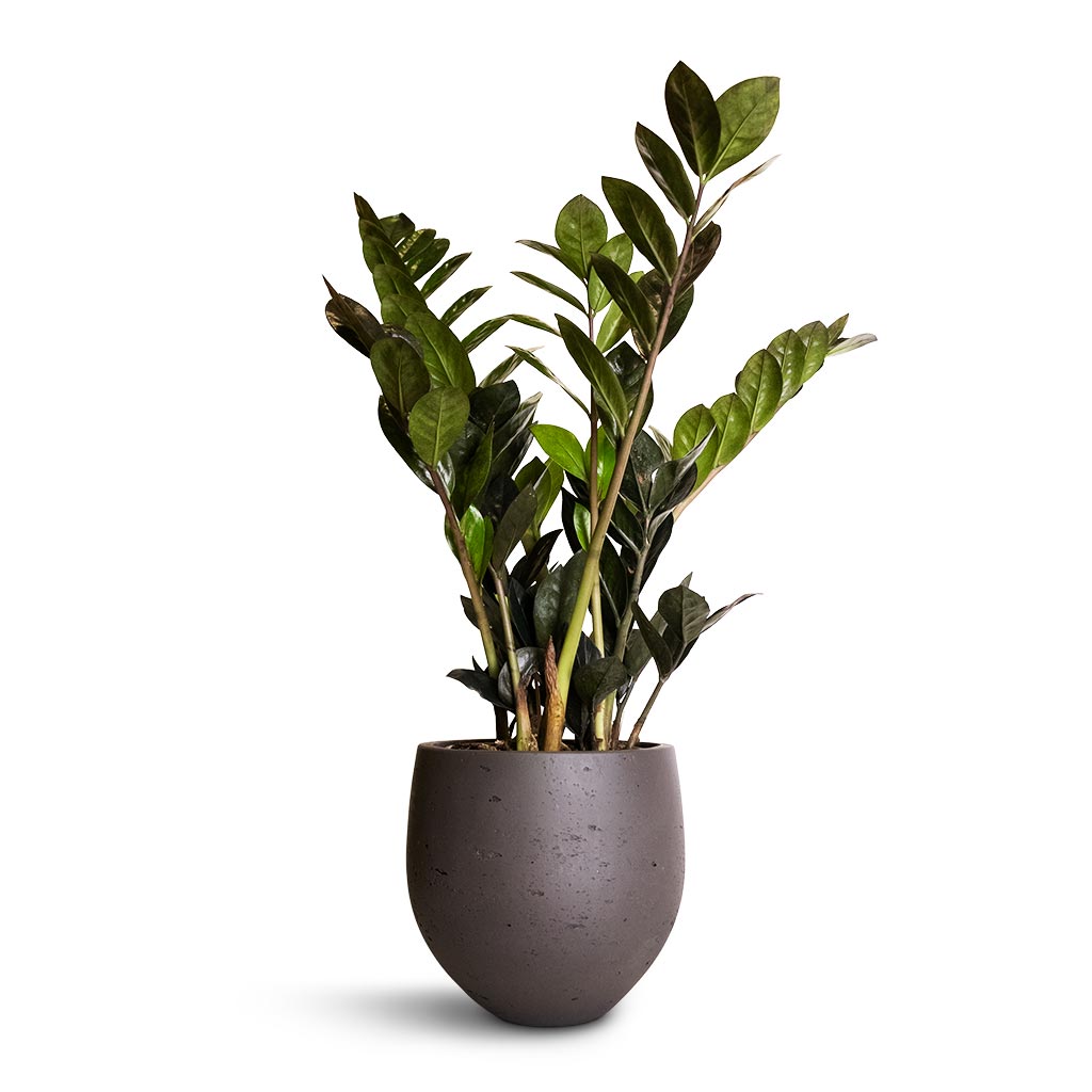 Mini Orb Kevan Plant Pot - Black Washed