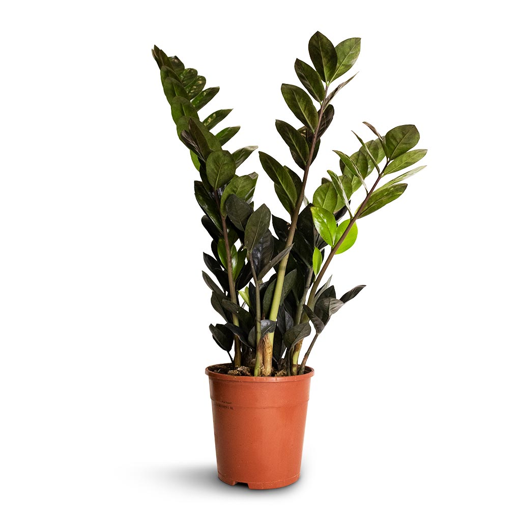 Zamioculcas zamiifolia - Raven ZZ Plant