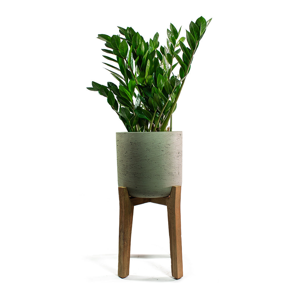 Zamioculcas zamiifolia ZZ Plant with Charlie Plant Pot Tall Stand Grey Washed