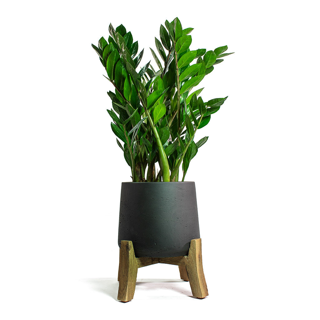 Zamioculcas zamiifolia ZZ Plant & Patt Plant Pot Low Stand Black Washed