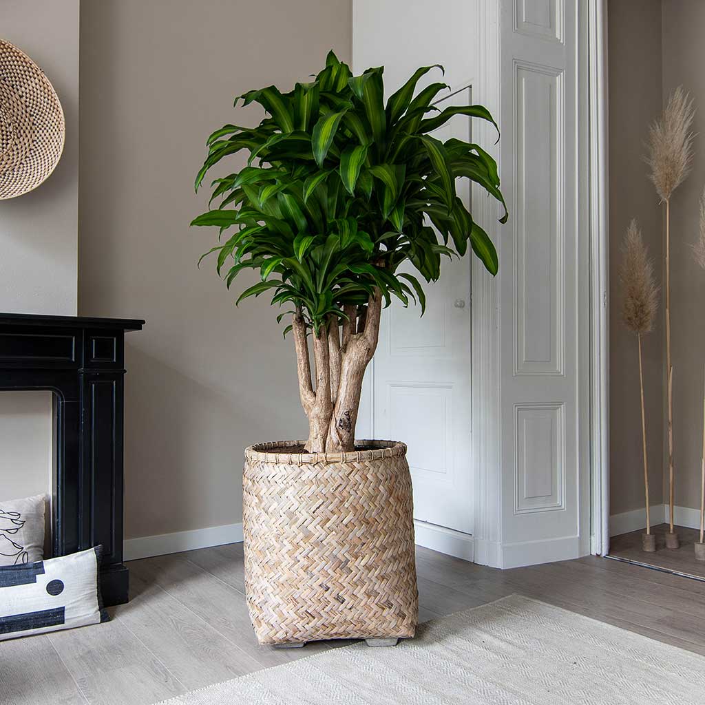 Zayn Bamboo Planter & Dracaena fragrans Massangeana Houseplant