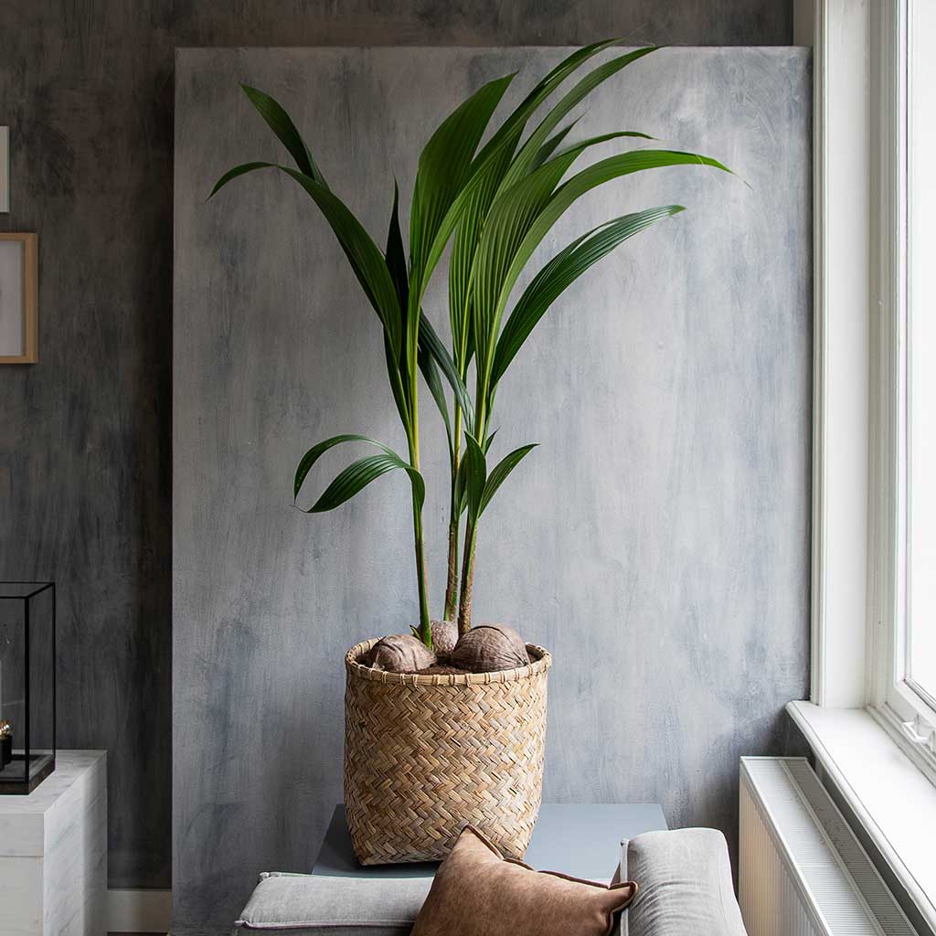 Zayn Bamboo Planter & Houseplant