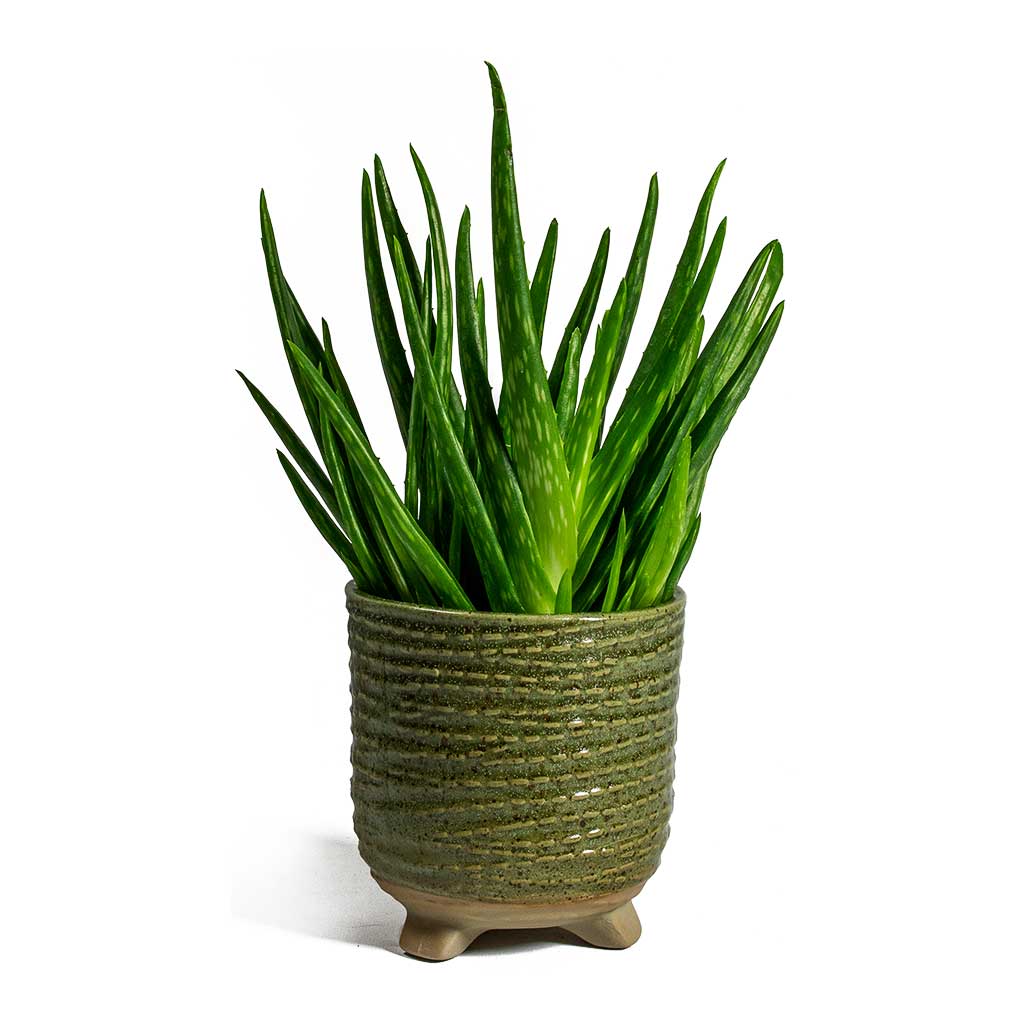 Aloe Vera Clumb & Bekka Plant Pot - Mint