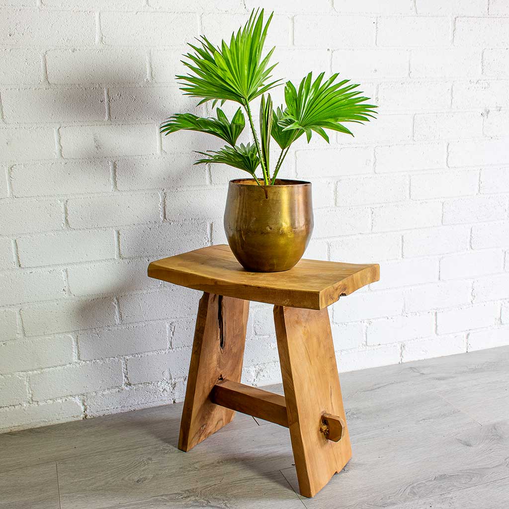 Ayka Old Camel Set Of 4 Plant Pots & Livistona rotundifolia Footstool Palm