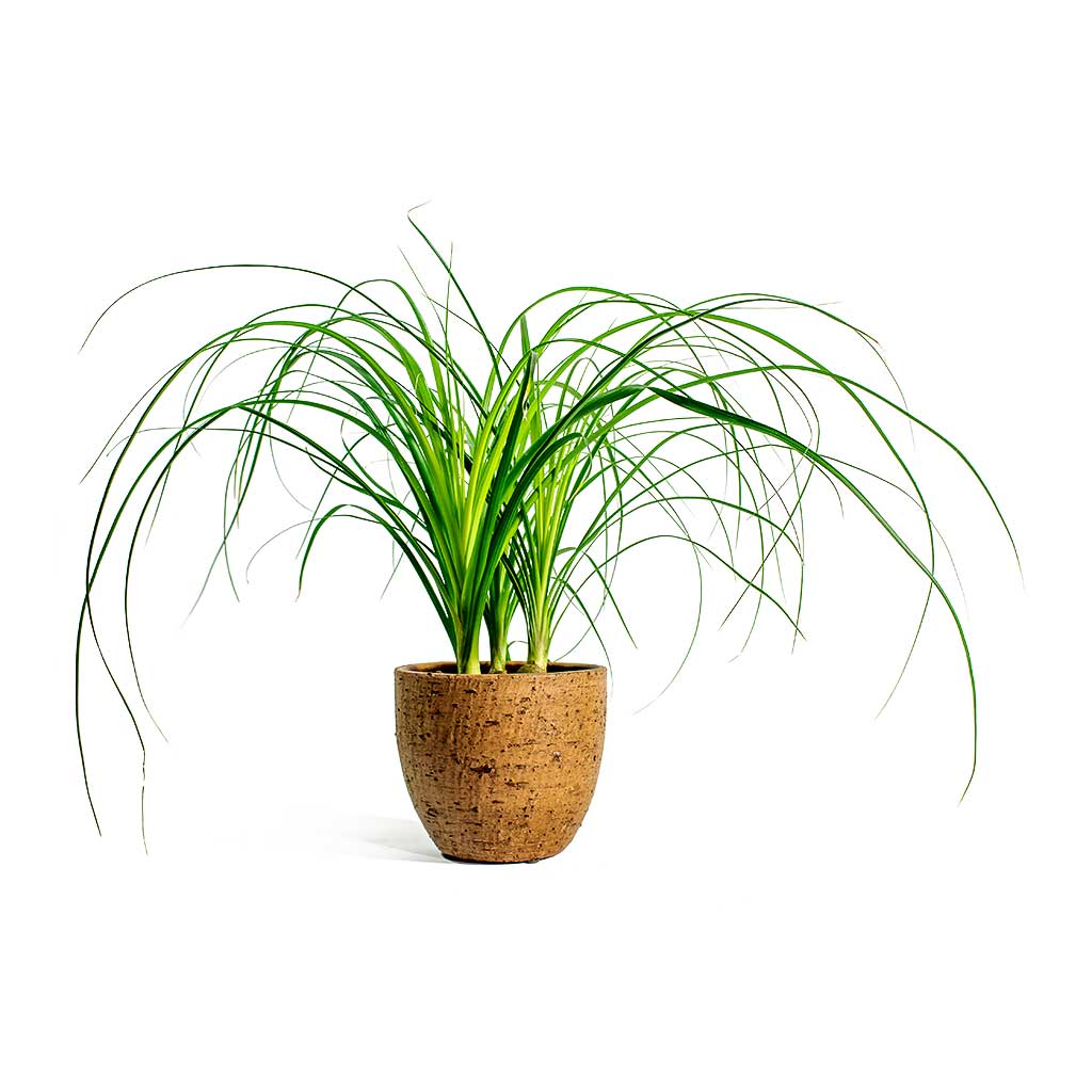 Beaucarnea Pony Tail Palm Head &amp; Karlijn Camel Plant Pot
