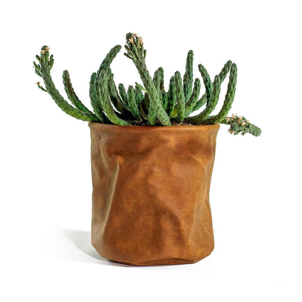 Euphorbia fanaganii medusa Plant & Juna Plant Pot