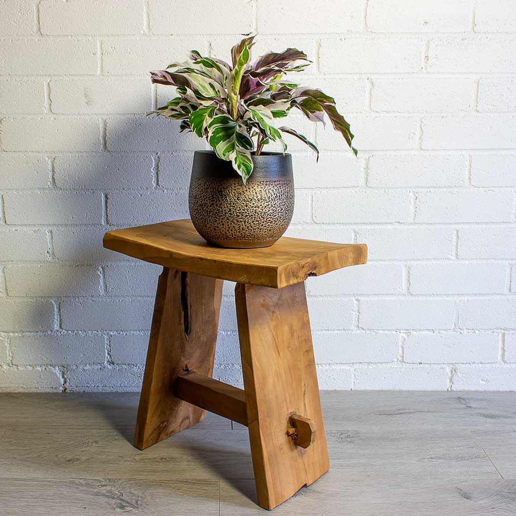 Calathea Fusion White & Arles Leaf Plant Pot - Mocha